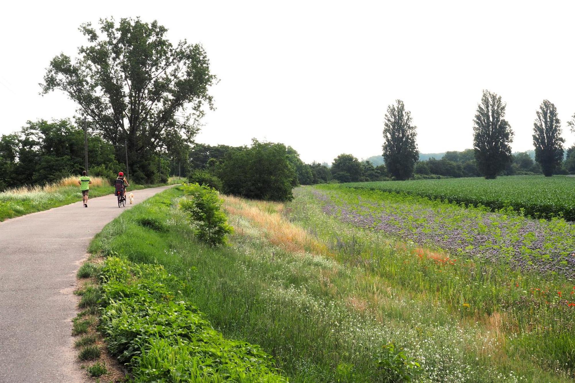 Hortensie Spira Zewnętrze zdjęcie